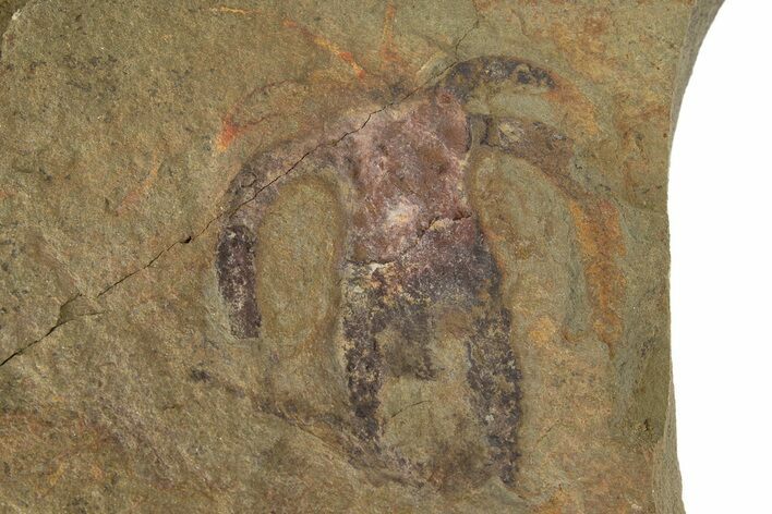 Soft-Bodied Marrellomorph (Furca) Fossil - Fezouata Formation #316654